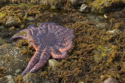 Sunflower starfish