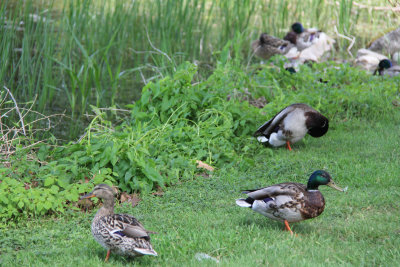 Orillia Pictures