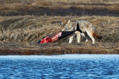Coyote Eating Dolphin Carcass