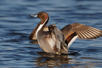 Nothern Pintail