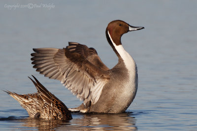 Nothern Pintail