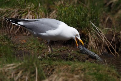 Seagull with Eel