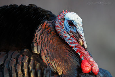 Turkey Closeup