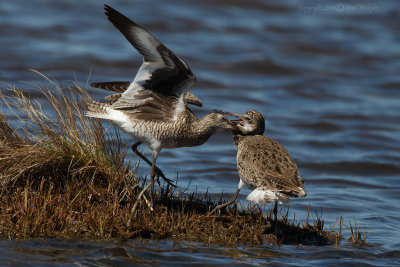 Willets Fighting