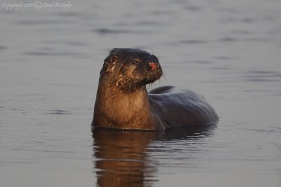 River Otter