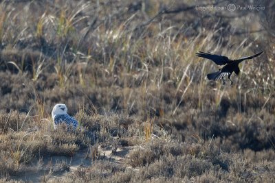 Snowy Owl attacked by Crow