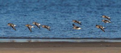 Sanderlings in Flight