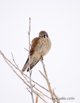 American Kestrel ( Falco sparverius )