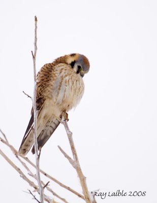 American Kestrel ( Falco sparverius ) 