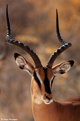 Blackfaced impala