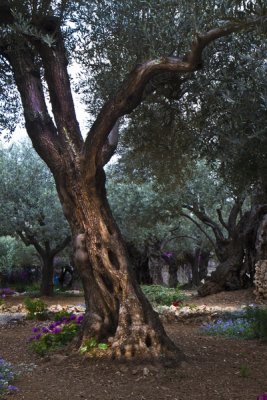 RAW_00014 Garden of Gethsemane- Jerusalem.jpg