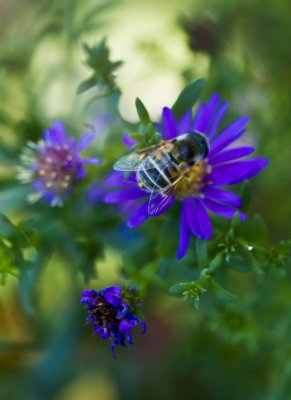 20110921_butterflies_0569.jpg