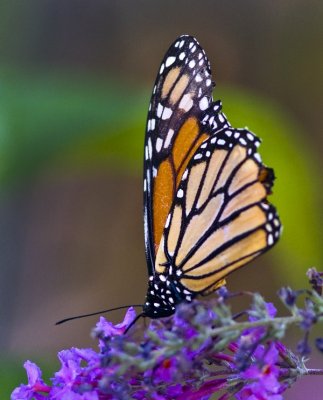 092811_butterflies_1103.jpg