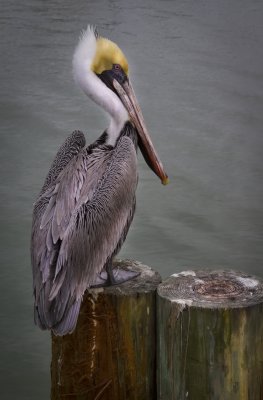 _MG_4745 Pelican on Posts.jpg