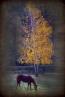 _MG_1865 Horse And Golden Tree 4.jpg