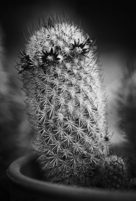 _MG_9457 Crown of Flowers on a Head of Thorns BW_2.jpg