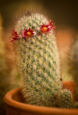 _MG_9457 Crown of Flowers on a Head of Thorns_2.jpg