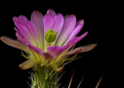 _MG_9494 Purple Cactus Flower_2.jpg