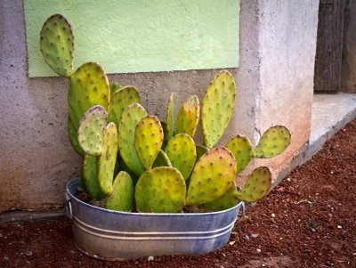 _MG_9740 Cactus in A Tub_2.jpg