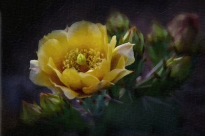Cactus In Oils.jpg