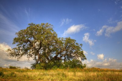 _MG_0522 Lone Oak with Flowers.jpg