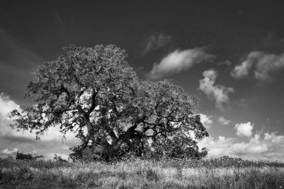 _MG_0522 South Texas Oak bw 2.jpg