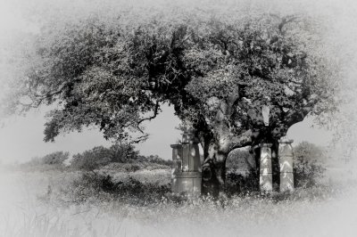 _MG_0549 Vintage Oaks With Ruins  bw.jpg