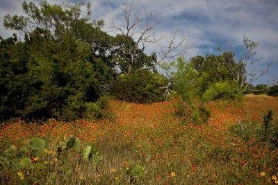037 2 South Texas Brush Country.jpg