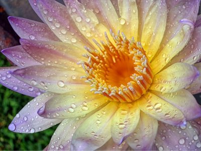 IMG_1136 Water Lilly After the Rain.jpg