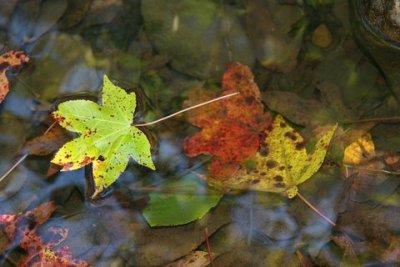 leaves in water.jpg