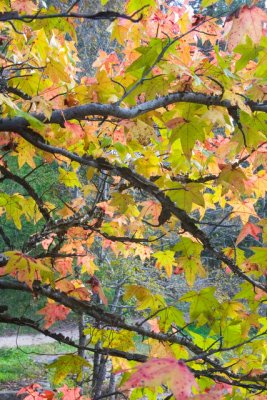 Autumn Kaleidoscope.jpg