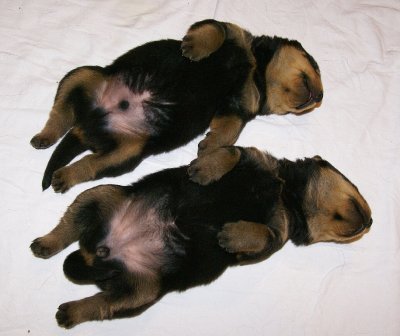 Puppy Bellies.JPG