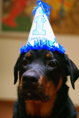 Beaux's First Birthday