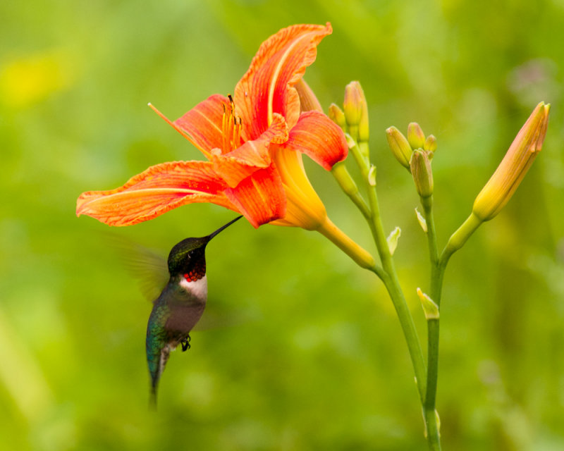 Was taking picture of flower along the side of the road when this guy showed up