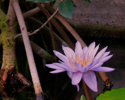 Flora from Lincoln Park Conservatory