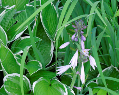 Image-40.jpg