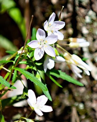 Image-62.jpg