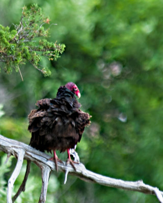 Turkey Vulture resting near Mississippi Palisades State Park