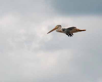 Pelican near