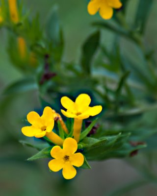 20110623-DSC_4419 edited.jpg