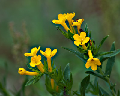 20110623-DSC_4427 edited.jpg