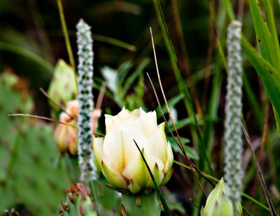 20110623-DSC_4437 edited.jpg