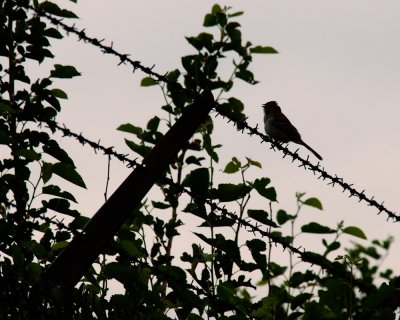 20110623-DSC_4502 edited.jpg