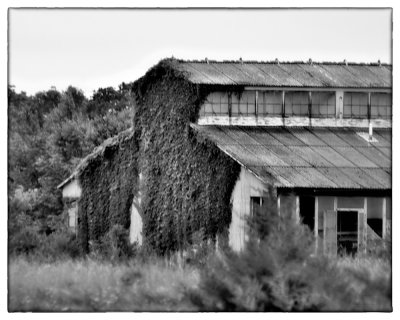 20110623-DSC_4552 edited bw.jpg