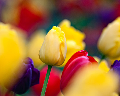 g4/93/843393/3/142888442.yc0f2l8z.jpg