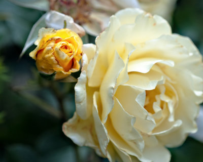 g4/93/843393/3/144811842.sRu3f5dd.jpg