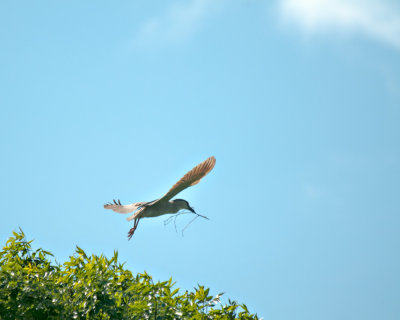 Nest Building Activities