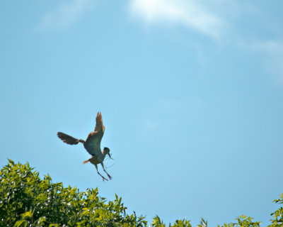 Nest Building Activities
