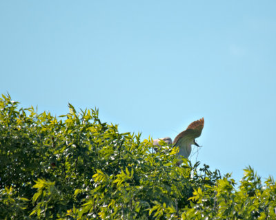 Nest Building Activities
