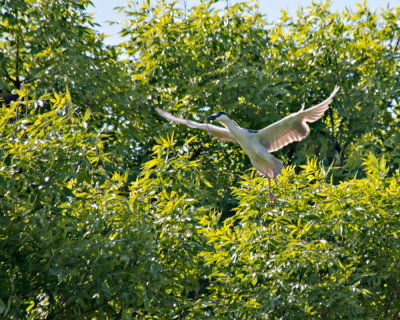 Nest Building Activities